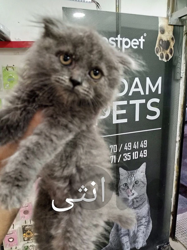 قطط سكوتش وبريتيش
