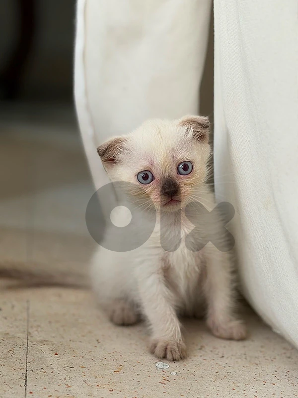 himalyen cats