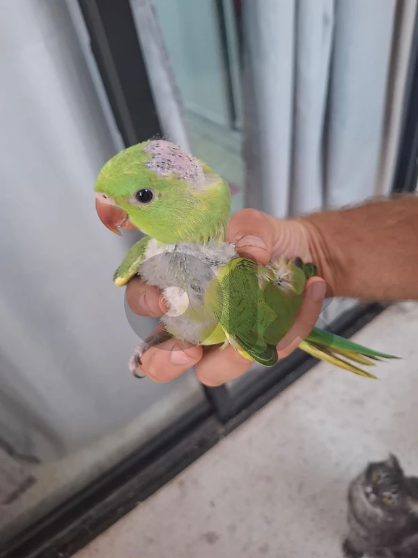 الكورة
