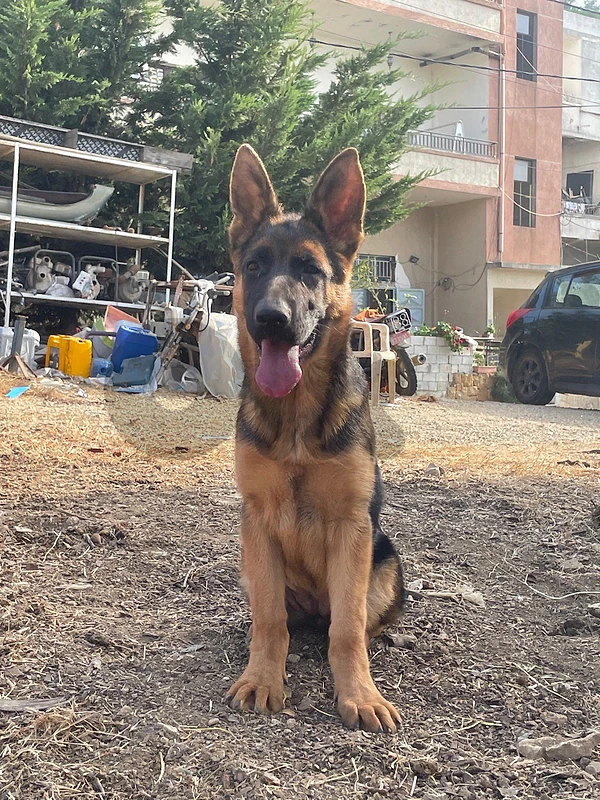 German shepherd Dogs serious buyers only