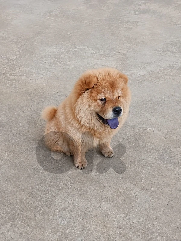 ChowChow