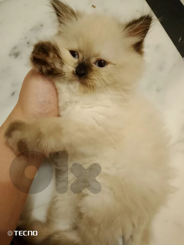 قطة هيمالايا Himalaya so cute