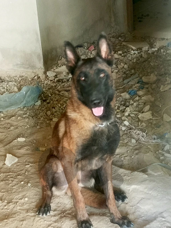 malinois male