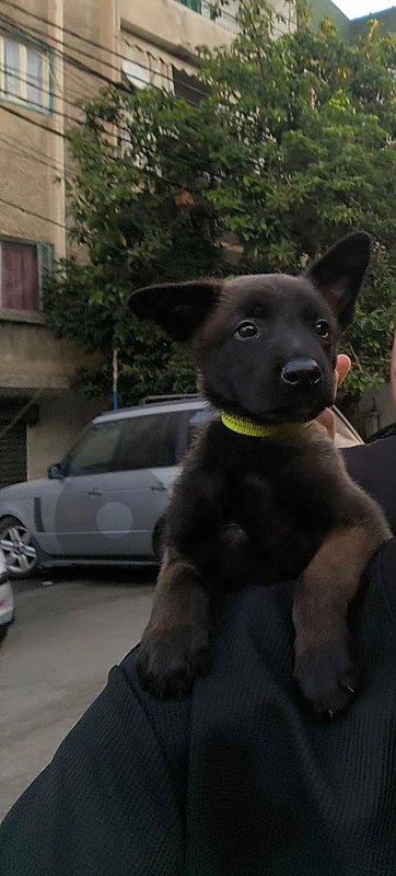 Belgian Malinois for sale
