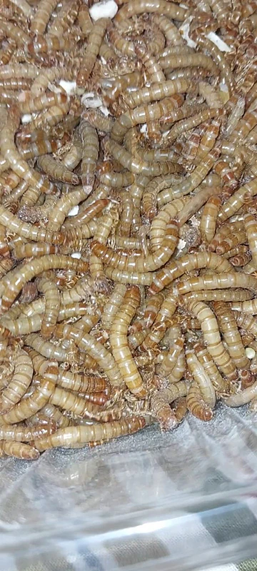 mealworm