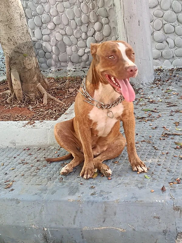 pitbull