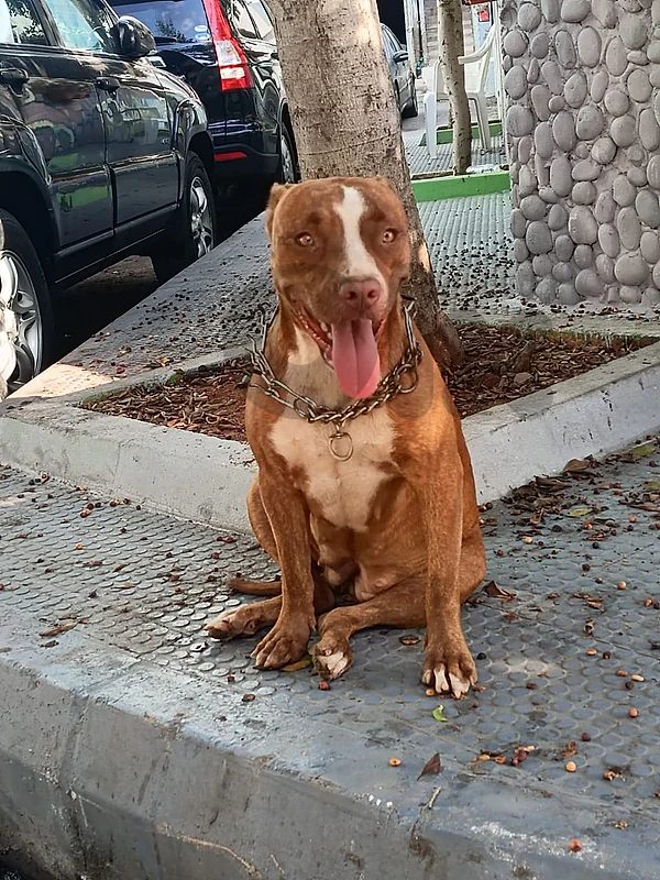 pitbull