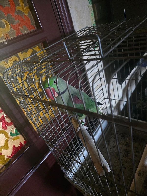 Alexandrine parakeet