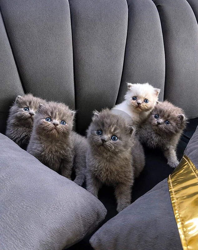 Himalaya and British long hair kittens available