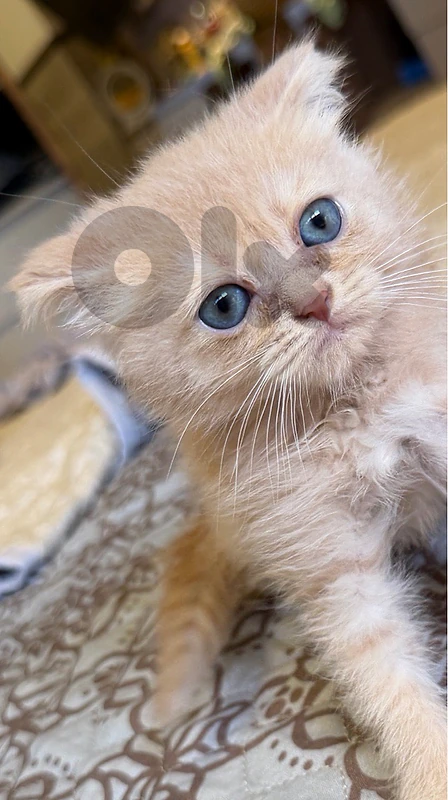 scotch