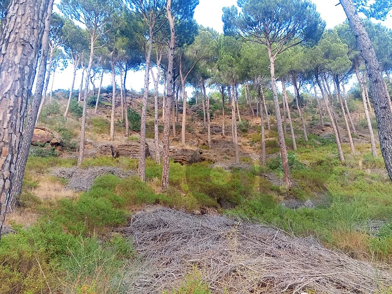 Land for sale in Aley/Selfaya أرض للبيع في عاليه / سلفايا