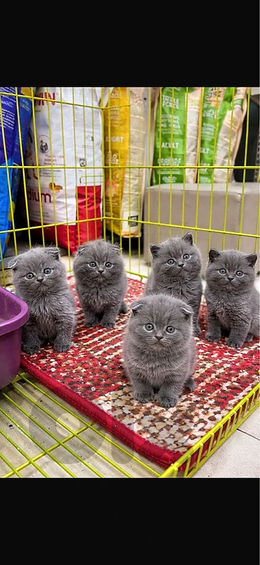 British short hair kittens available