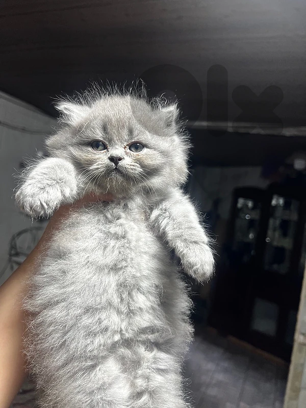 two kittens 45 days