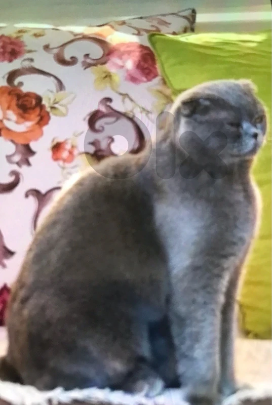 chartreux british shorthair