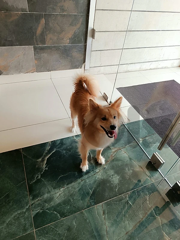 Pomeranian Spitz
