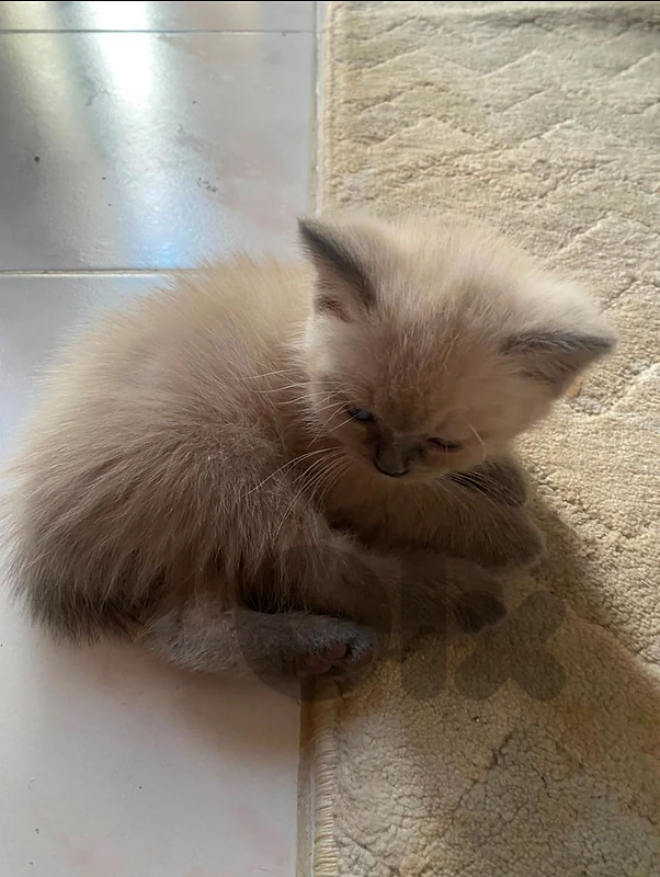 Pure Siamese Himalayan