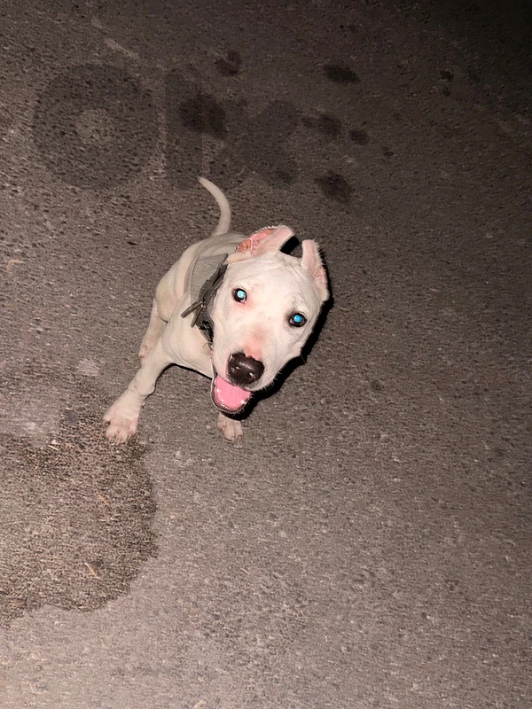 dogo argentino