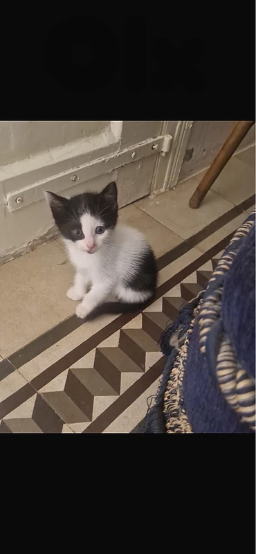 3 little kittens for adoption 3 little kittens for adoption