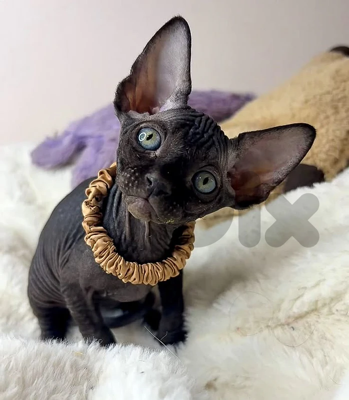 Rare & Elegant Black Sphynx Kitten ✨