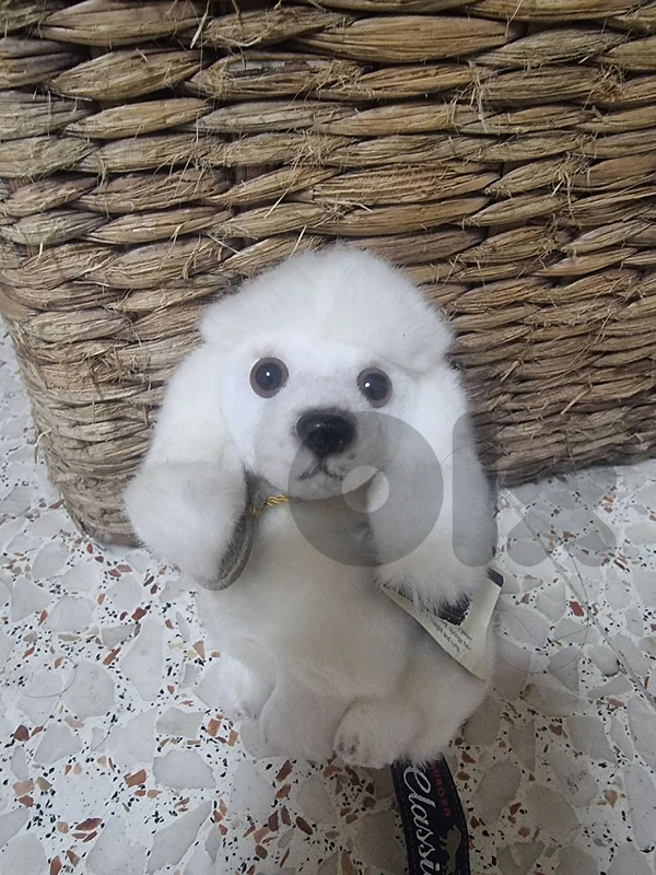 Cute Mini Poodle Toy for Sale