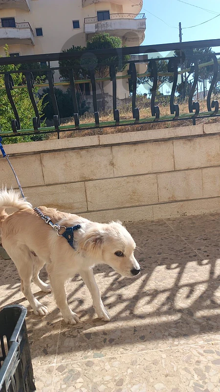 Cute Cream-Colored Puppy Looking for a Loving Home 🐶