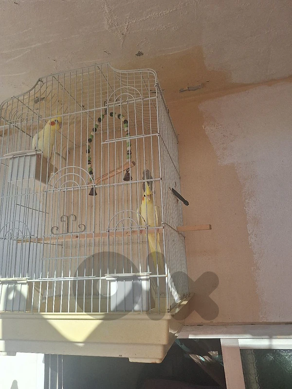 جوز لاتينو صحة ذهب للبيع بي ٧٥$