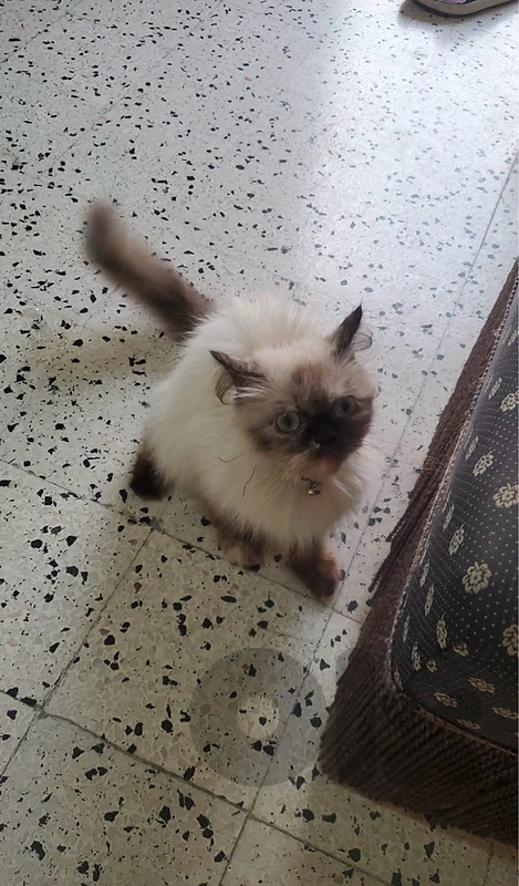 Himalayan Cat Himalayan Cat