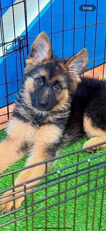 Protection & Family German Shepherd puppy available in store