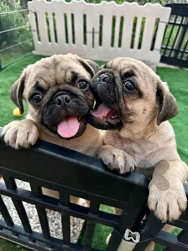 Sweet Pugs puppies available in store and delivery
