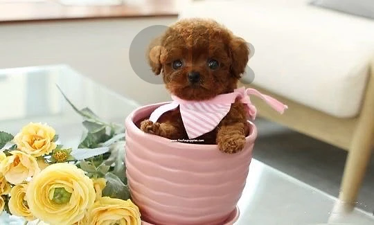Smallest Teacup Poodle puppy Red brown available in store & delivery Smallest Teacup Poodle puppy Red brown available in store & delivery