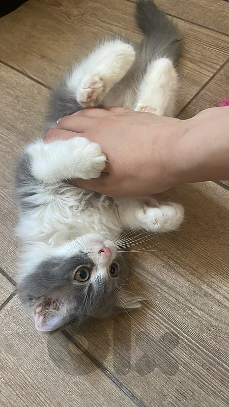 kittens for sale