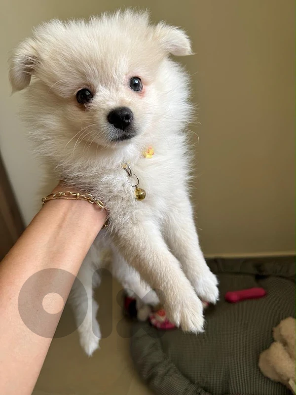 Pomeranian spitz teacup
