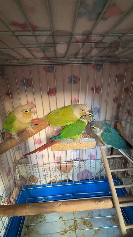conure well tamed mrawadin