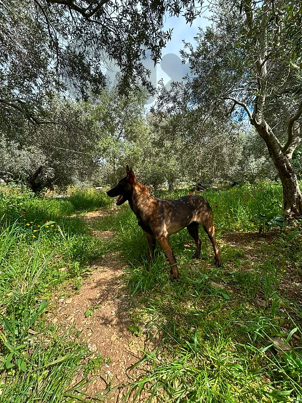 mailnois dog