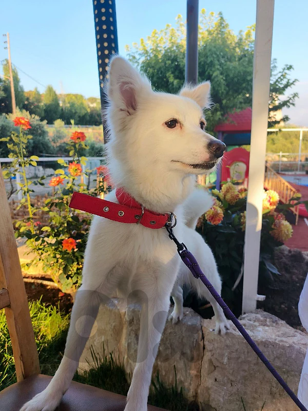 female German Spitz dog for sale