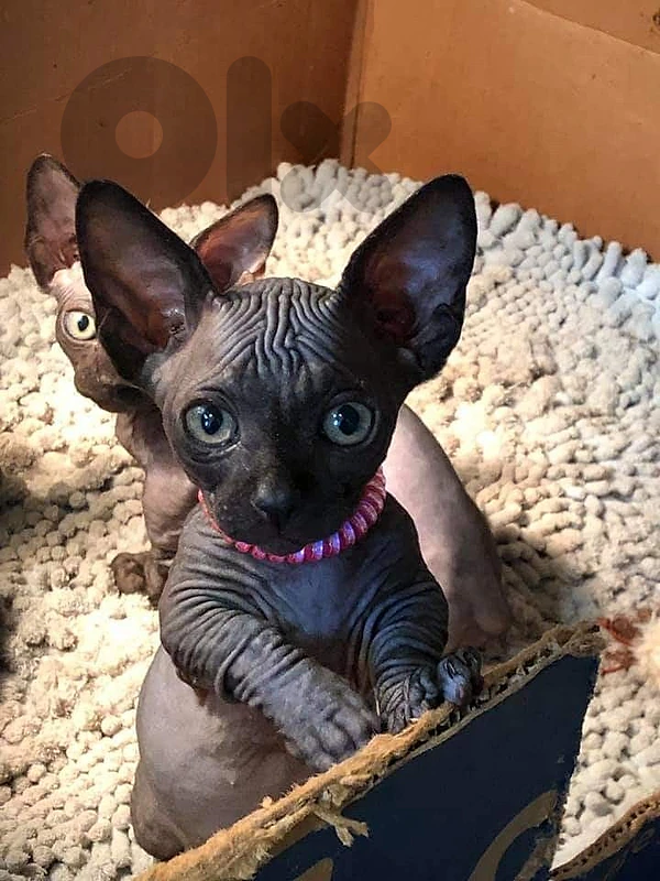 Sphinx pure breed kitten /Available/Cat /قطط/High quality Sphinx pure breed kitten /Available/Cat /قطط/High quality