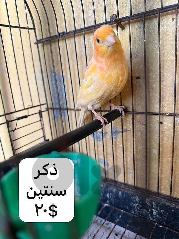 canary for sale