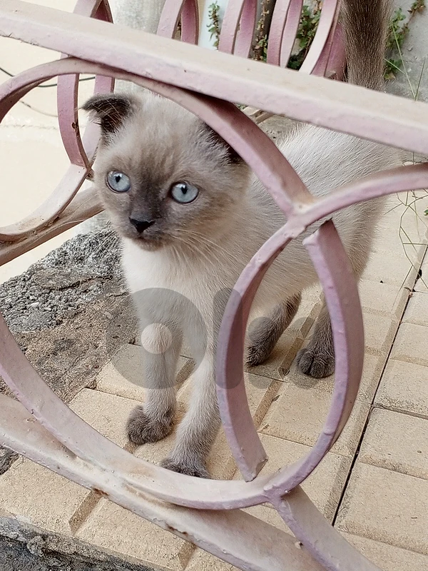 Siamese/color-point kitten
