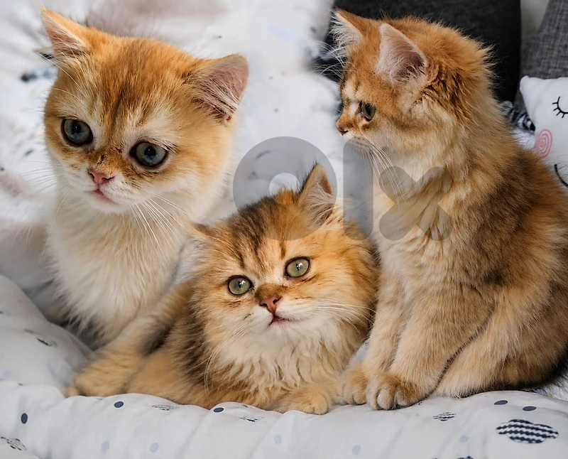 Golden British Kittens for Sale Golden British Kittens for Sale