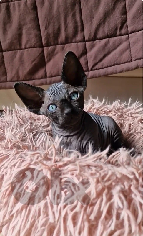 Rare and Unique Black Sphynx kitten available in store & delivery Rare and Unique Black Sphynx kitten available in store & delivery