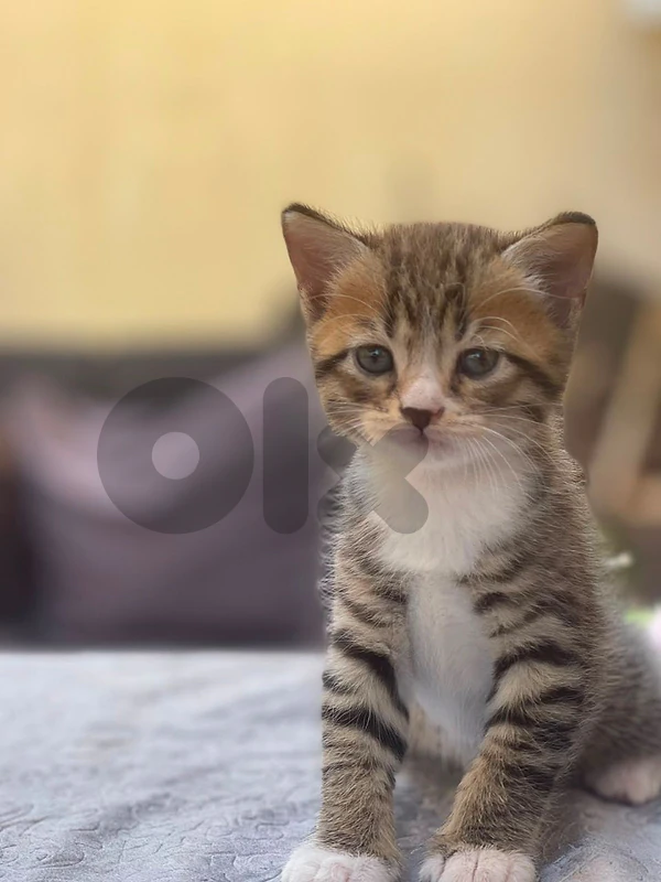 Cats for Adoption