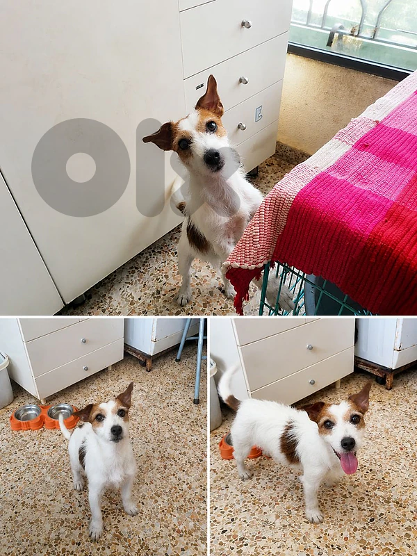 A Small Cute Dog for sell A Small Cute Dog for sell