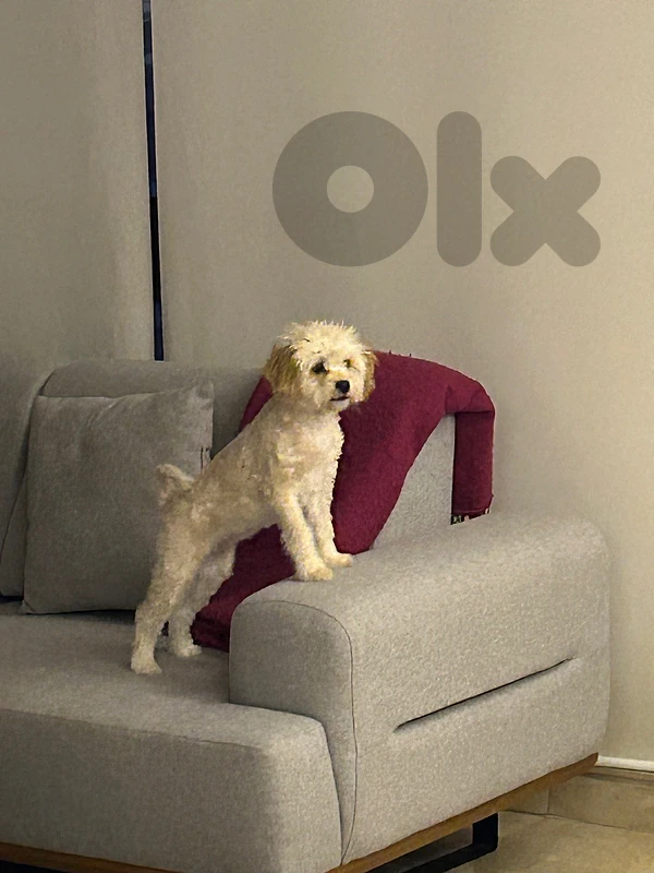 Maltipoo
