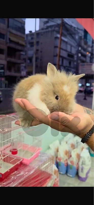 lion head rabbit male