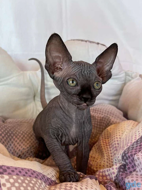 Sphynx Black Kitten Available - cat قطط