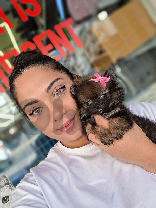 Beautifull Pomeranian Special Color Puppy Available in store/ Delivery