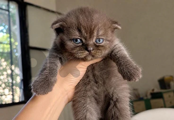 brown kitten female