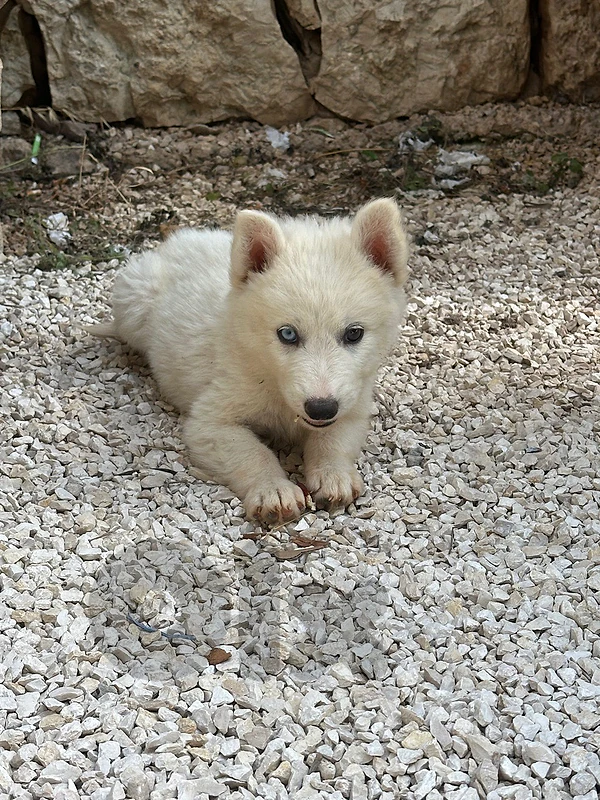 white Siberian Husky