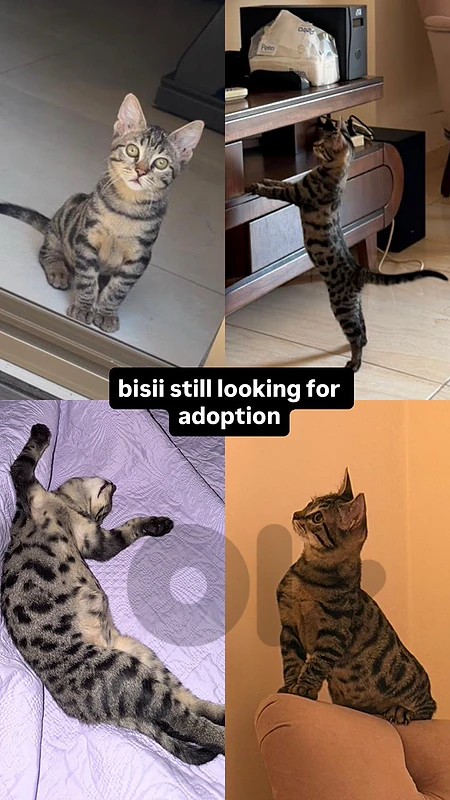A cat and kittens for adoption