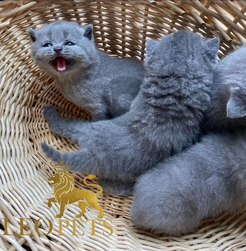 Scottish fold and British  kittens